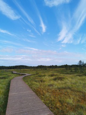 Tahta döşeme - Sestroretsk bataklık ekotrosunun bir bölümü, doğrudan bataklığın üzerinden geçiyor, uzaklığa doğru gidiyor. Sıcak, güneşli bir sonbahar gününde güzel bulutlu mavi bir gökyüzünün arka planında.