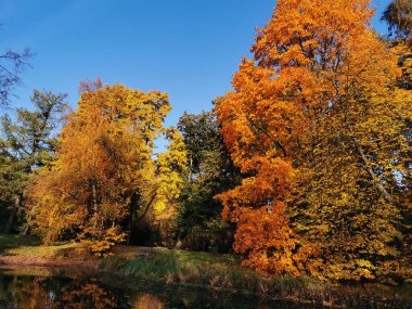 Elagin Adası 'ndaki parktaki nehir, parlak sonbahar yaprakları ve bulutlu gökyüzü ile kıyılarda büyüyen ağaçları yansıtıyor..