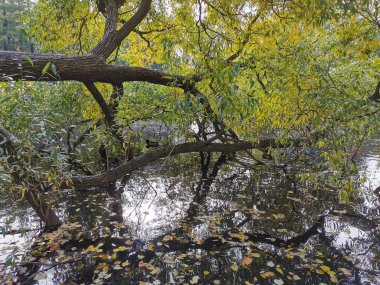 Ağaçların ve gökyüzünün yansıdığı göletin üzerinde büyüyen parlak sonbahar yapraklı bir söğüt. Elagin Adası 'ndaki bir parkta, ılık bir sonbahar gününde..
