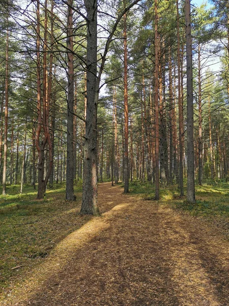 Une Route Traversant Une Pinède Sur Écotrope Marais Sestroretsk Par — Photo