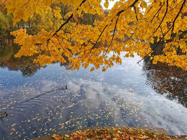 Enten Schwimmen Einem Teich Park Auf Der Insel Elagin Dem — Stockfoto