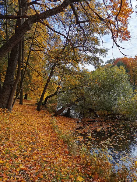 Árvores Com Folhas Brilhantes Outono Que Crescem Costa Acima Lagoa — Fotografia de Stock
