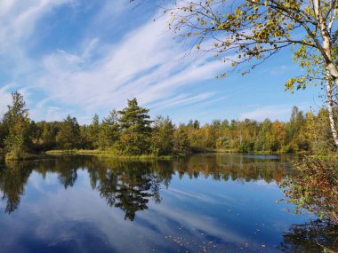 Sestroretsk bataklık ekotrosundaki orman gölü, düşen yaprakların yüzdüğü sularda, sonbahar ağaçları ve tüylü bulutlu mavi gökyüzü yansıtılır..