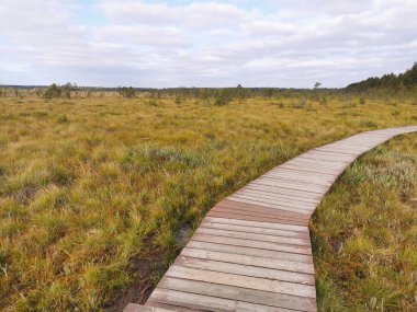 Sestroretsk bataklık eko-patikasının kahverengi tahtalarından yapılmış bir parke. İnsanlar olmadan bataklığın üzerinden geçiyor. Sıcak, güneşli bir sonbahar gününde güzel bulutlu mavi bir gökyüzünün arka planında.