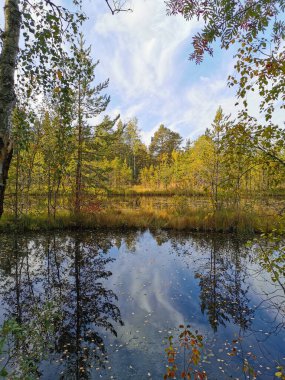 Sestroretsk bataklık ekotrosundaki orman gölü, düşen yaprakların yüzdüğü sularda, sonbahar ağaçları ve tüylü bulutlu mavi gökyüzü yansıtılır..