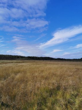 Sestroretsk bataklık ekotrosundan, kuru çimenlerin ve bataklıkta büyüyen alçak ağaçların manzarası. Bataklığın etrafında bir orman var. Sıcak, güneşli bir sonbahar gününde güzel bulutlu mavi bir gökyüzünün arka planında.