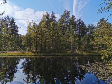 Sarı yapraklı ağaçların ve Sestroretsk bataklık eko ipinde bir orman gölünün suyunda tüylü bulutların olduğu gökyüzünün ayna görüntüsü..