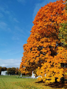 Turuncu, parlak, sonbahar yapraklı akçaağaç ve yeşil yapraklı meşe, St. Petersburg 'daki Elagin Adası parkındaki bir petrol çayırında bulutlu mavi gökyüzüne karşı..