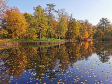 Elagin Adası 'ndaki parkta, parlak sonbahar yaprakları, mavi gökyüzü ve süzülen yapraklarla kıyılarda büyüyen ağaçları yansıtan bir gölet..