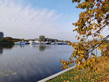 Elagin Adası 'ndaki parkta yetişen bir ağacın dalları, nehir kıyısında sarı yapraklar, nehir kenarında bir yat..