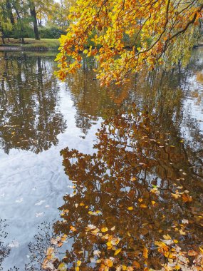 Ağaçların ve gökyüzünün yansıdığı göletin üzerinde büyüyen parlak sonbahar yaprakları olan bir meşe ağacı, Elagin Adası 'ndaki bir parkta, ılık bir sonbahar gününde..
