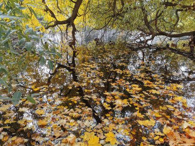 Ördekler, Elagin Adası 'ndaki parkta yaprakları dökülmüş bir gölette ağlayan söğüt dalları boyunca sıcak bir sonbahar gününde parlak sonbahar yapraklarıyla yüzerler..