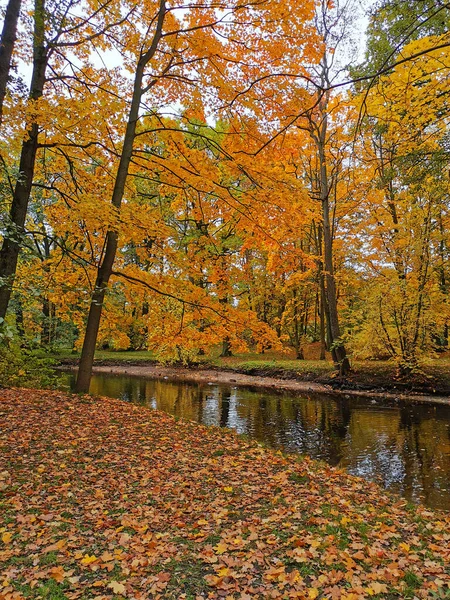 Maples Com Folhas Amareladas Que Crescem Costa Lagoa Refletido Suas — Fotografia de Stock