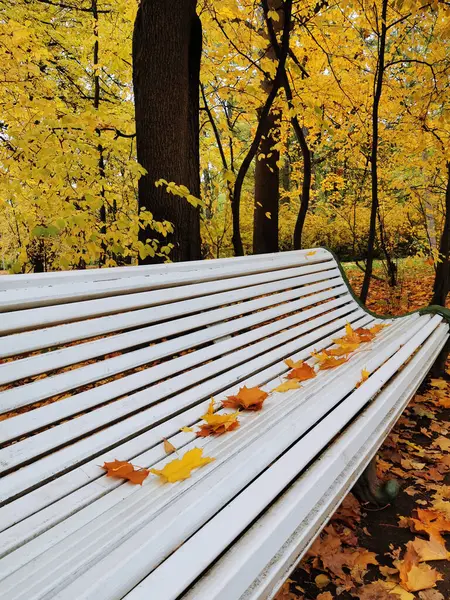 Белая Деревянная Скамейка Покрытая Кленовыми Листьями Осеннем Парке Острове Елагин — стоковое фото