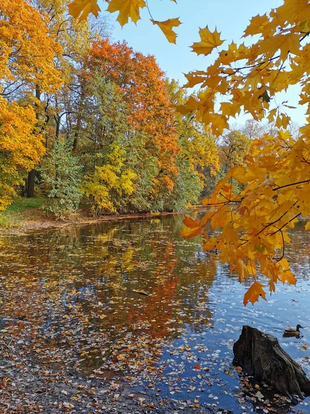 Ein Teich Park Auf Der Insel Elagin Dem Sich Bäume — Stockfoto