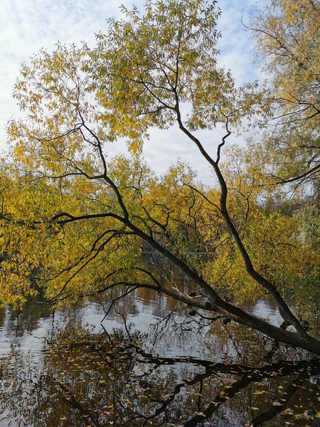 木々や空が映し出される池の上には紅葉が鮮やかな柳が生い茂り 秋の暖かい日にはエラギン島の公園で — ストック写真