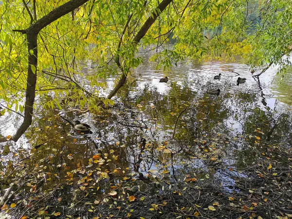 Enten Schwimmen Einem Teich Mit Abgefallenen Blättern Park Auf Der — Stockfoto