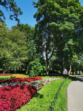 Parkta koleüslü çiçek yatakları, ev sahibi ve güneşli bir yaz gününde gümüş yapraklı bitkiler..