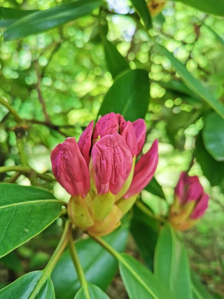 Pączek Rododendronu Zaczyna Kwitnąć Ogrodzie Botanicznym Sankt Petersburga — Zdjęcie stockowe