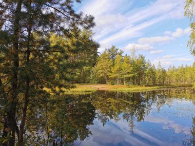 Sestroretsk bataklık ekotrosundaki orman gölü, düşen yaprakların yüzdüğü sularda, sonbahar ağaçları ve tüylü bulutlu mavi gökyüzü yansıtılır..