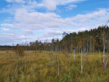 Ecotropa Sestroretsk bataklığı, bataklıkta çimenli sincapların arasında büyüyen genç huş ağaçları. Sıcak, güneşli bir sonbahar gününde güzel bulutlu mavi bir gökyüzünün arka planında.
