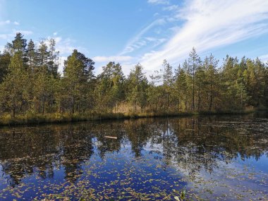 Sestroretsk 'teki orman gölü. Düşen yaprakların süzüldüğü, ağaçların olduğu ve bulutlarla kaplı gökyüzünün güneşli bir sonbahar gününe yansıdığı bataklık ekotropu..