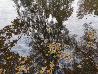 Elagin Adası 'ndaki göletin suyunda, kıyılarda büyüyen parlak sonbahar yapraklı ağaçlar, bulutlu gökyüzü ve düşen yapraklar yansıyor..