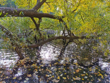 Ağaçların ve gökyüzünün yansıdığı göletin üzerinde büyüyen parlak sonbahar yapraklı bir söğüt. Elagin Adası 'ndaki bir parkta, ılık bir sonbahar gününde..