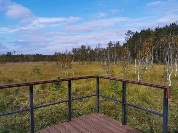 沼の乾燥した草と低い小さな木の景色を望む Stestroresk湿地エコトロープ上の木製デッキ付きの展望デッキ 雲が美しい青空を背景に 暖かく晴れた秋の日 — ストック写真