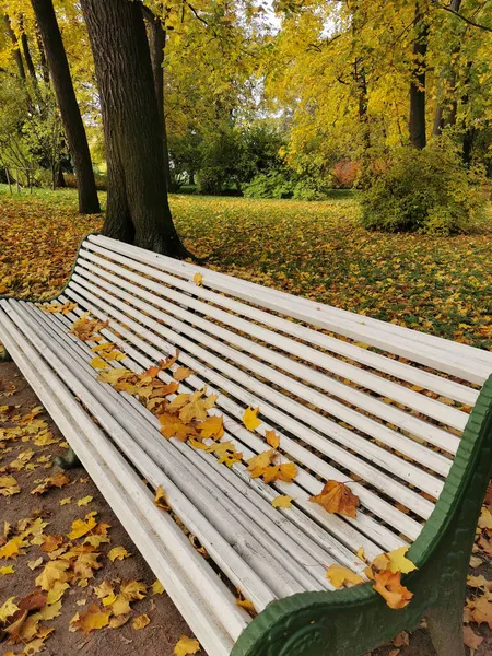 Белая Деревянная Скамейка Покрытая Кленовыми Листьями Осеннем Парке Острове Елагин — стоковое фото