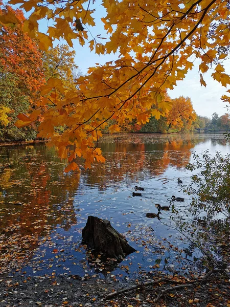 공원에 연못은 나뭇잎 과푸른 과떠다니는 낙엽으로 강둑에서 자라는 나무들을 반영하고 — 스톡 사진