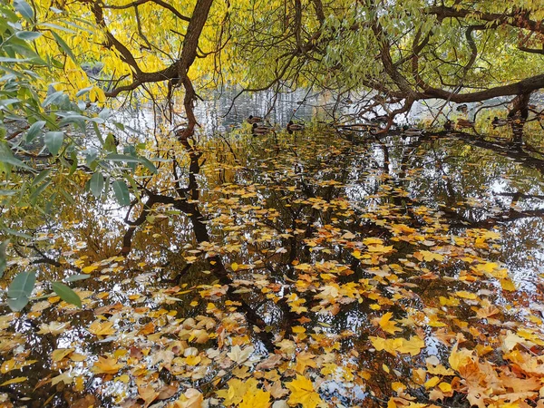 Enten Schwimmen Einem Teich Mit Abgefallenem Laub Park Auf Der — Stockfoto