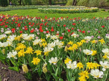 Güneşli bir bahar gününde renkli laleleri olan büyük bir sarmal çiçek tarlası. St. Petersburg 'daki Elagin Adası' ndaki lale festivali..