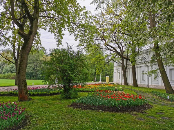 パビリオンや提灯を背景に木々の間に春の日に赤いチューリップが咲く大きな花壇 サンクトペテルブルクのElagin島でチューリップの祭り — ストック写真