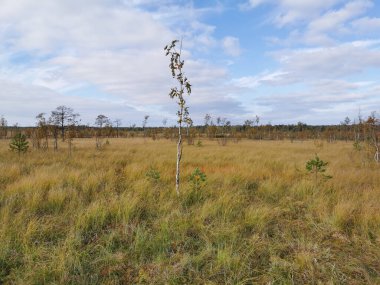 Sestroretsk bataklık ekotrosundan, kuru çimenlerin ve bataklıkta büyüyen alçak ağaçların manzarası. Bataklığın etrafında bir orman var. Sıcak, güneşli bir sonbahar gününde güzel bulutlu mavi bir gökyüzünün arka planında.