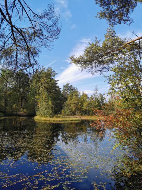 Sestroretsk 'teki orman gölü. Düşen yaprakların süzüldüğü, ağaçların olduğu ve bulutlarla kaplı gökyüzünün güneşli bir sonbahar gününe yansıdığı bataklık ekotropu..