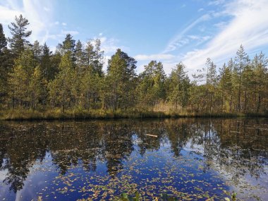 Sestroretsk 'teki orman gölü. Düşen yaprakların süzüldüğü, ağaçların olduğu ve bulutlarla kaplı gökyüzünün güneşli bir sonbahar gününe yansıdığı bataklık ekotropu..