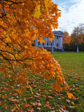 St. Petersburg parkında gökyüzünü ve Elaginoostrovsky Sarayı 'nı görebileceğiniz siyah noktalı akçaağaç dalları. Aşağıda bir sürü dökülen yaprak var..