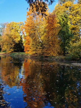 St. Petersburg 'un Elagin Adası' ndaki gölde yüzen bir sürü ördek var. Suyun içinde renkli yapraklı ağaçlar yansıyor..