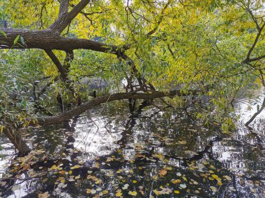 Ağaçların ve gökyüzünün yansıdığı göletin üzerinde büyüyen parlak sonbahar yapraklı bir söğüt. Elagin Adası 'ndaki bir parkta, ılık bir sonbahar gününde..
