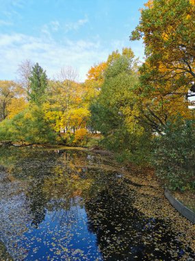 Elagin Adası 'ndaki parkta, parlak sonbahar yaprakları, mavi gökyüzü ve süzülen yapraklarla kıyılarda büyüyen ağaçları yansıtan bir gölet..