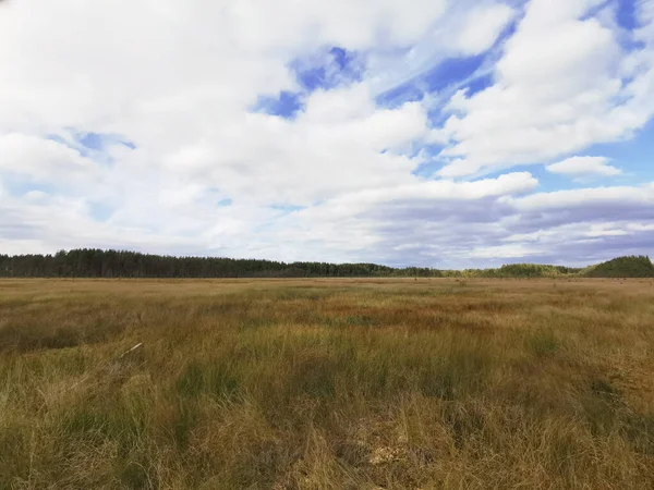 View Sestroretsk Swamp Ecotrope Dry Grass Low Small Trees Growing — Stock Photo, Image