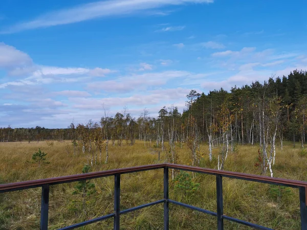 沼の乾燥した草と低い小さな木を眺めながら Stestroresk湿地生態系の展望台 雲が美しい青空を背景に 暖かく晴れた秋の日 — ストック写真