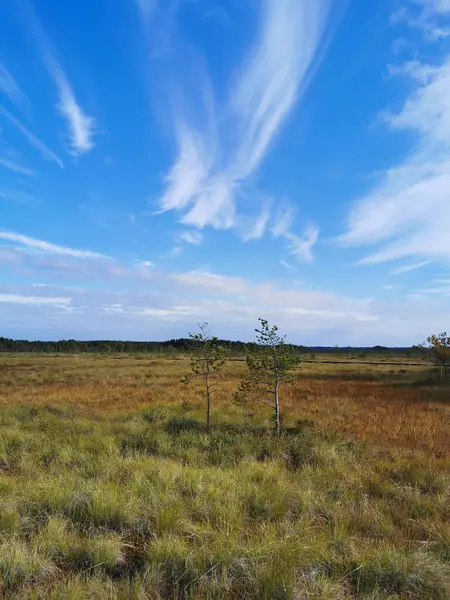 Vue Depuis Écotrope Marais Sestroretsk Sur Herbe Sèche Les Petits — Photo