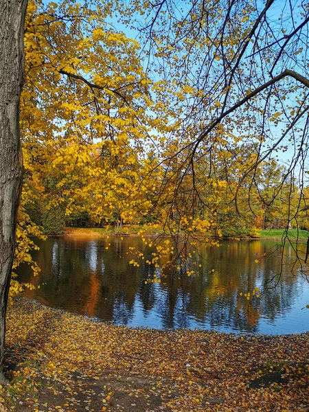 Ein Teich Park Auf Der Insel Elagin Dem Sich Bäume — Stockfoto