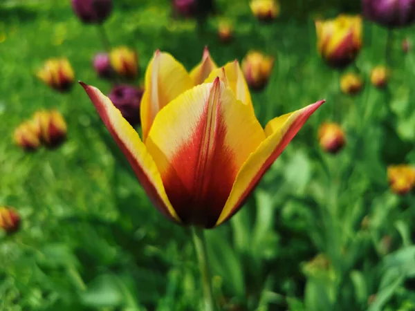 Tulipano Con Petali Marroni Con Bordi Gialli Aiuola Una Soleggiata — Foto Stock
