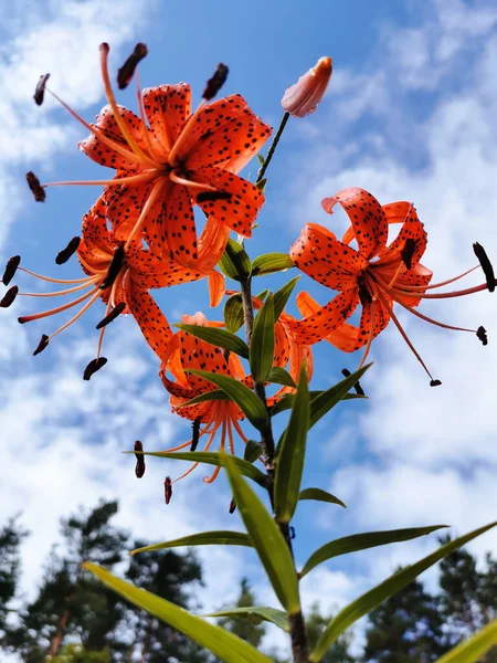 Blick Von Unten Auf Eine Blühende Lilie Lateinisch Lilium Lancifolium — Stockfoto