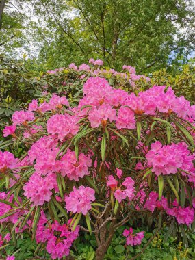 Ağaçların ve mavi gökyüzünün arka planında St. Petersburg 'un botanik bahçesinde bulutlarla kaplı pembe leylak renkli Makino rhododendron (Latince: rhododendron makinoi Tagg) çalısı ve tomurcukları ile.