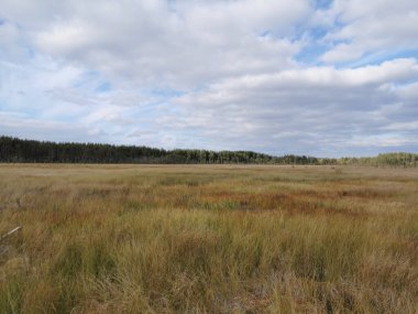 Sestroretsk bataklık ekotrosundan, kuru çimenlerin ve bataklıkta büyüyen alçak ağaçların manzarası. Bataklığın etrafında bir orman var. Sıcak, güneşli bir sonbahar gününde güzel bulutlu mavi bir gökyüzünün arka planında.