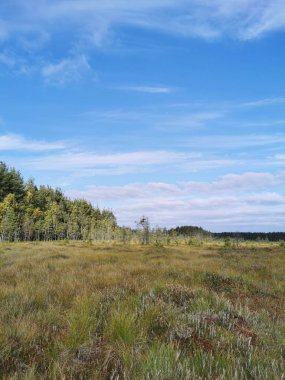 Sestroretsk bataklık ekotrosundan, kuru çimenlerin ve bataklıkta büyüyen alçak ağaçların manzarası. Bataklığın etrafında bir orman var. Sıcak, güneşli bir sonbahar gününde güzel bulutlu mavi bir gökyüzünün arka planında.